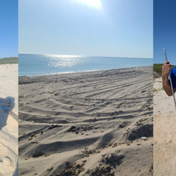 Mahdia | 8 nids de la tortue Caouanne répertoriés à la plage d&rsquo;El Ghedhabna