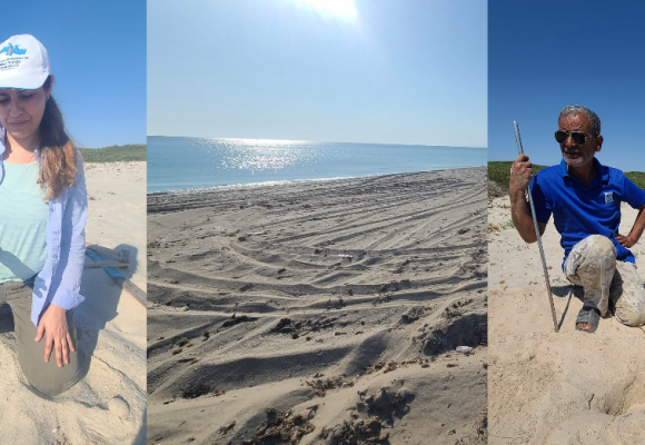 Mahdia | 8 nids de la tortue Caouanne répertoriés à la plage d&rsquo;El Ghedhabna