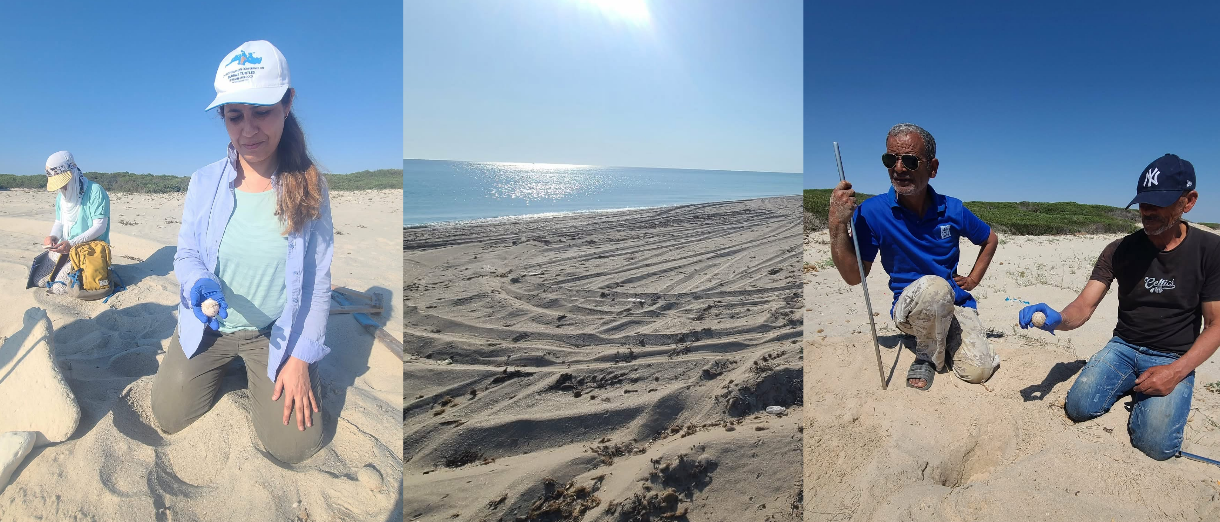 Mahdia | 8 nids de la tortue Caouanne répertoriés 