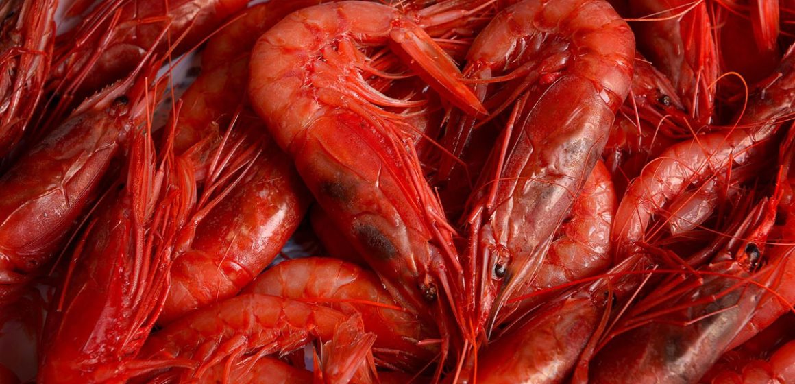 Crevette rouge | Bruxelles appelle Tunis à respecter ses quotas de pêche