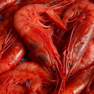 Crevettes-rouges Crevette rouge | Bruxelles appelle Tunis à respecter ses quotas de pêche