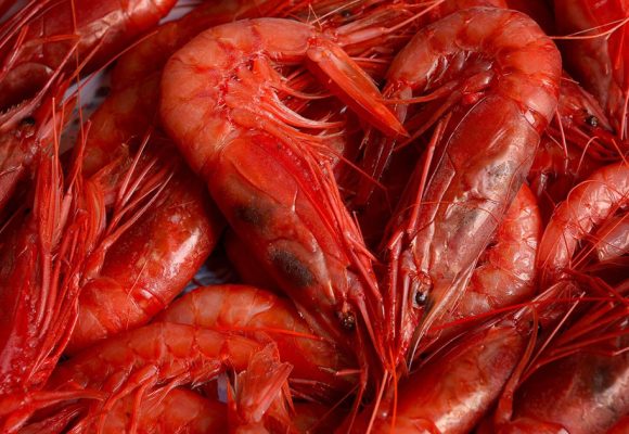 Crevette rouge | Bruxelles appelle Tunis à respecter ses quotas de pêche