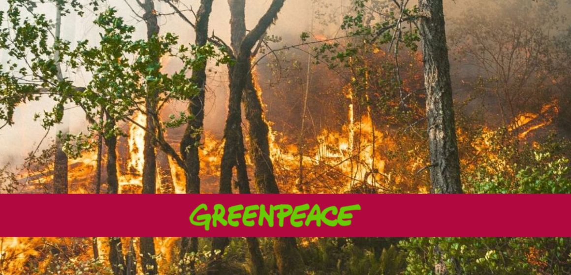 Greenpeace | «Les incendies au Maghreb menacent des vies et des communautés»