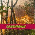 Greenpeace | «Les incendies au Maghreb menacent des vies et des communautés»
