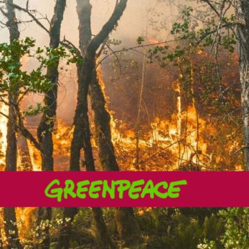 Greenpeace | «Les incendies au Maghreb menacent des vies et des communautés»