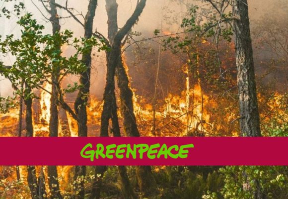 Greenpeace | «Les incendies au Maghreb menacent des vies et des communautés»