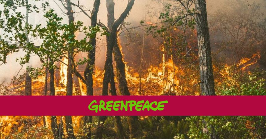 GreenPeace-Feux-de-forets Greenpeace | «Les incendies au Maghreb menacent des vies et des communautés»