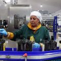 L’huile d’olive tunisienne échappe aux surtaxes imposées par Trump