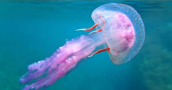 Meduse Un biologiste marin conseille de ne pas s’approcher des méduses