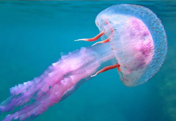 Meduse Un biologiste marin conseille de ne pas s’approcher des méduses