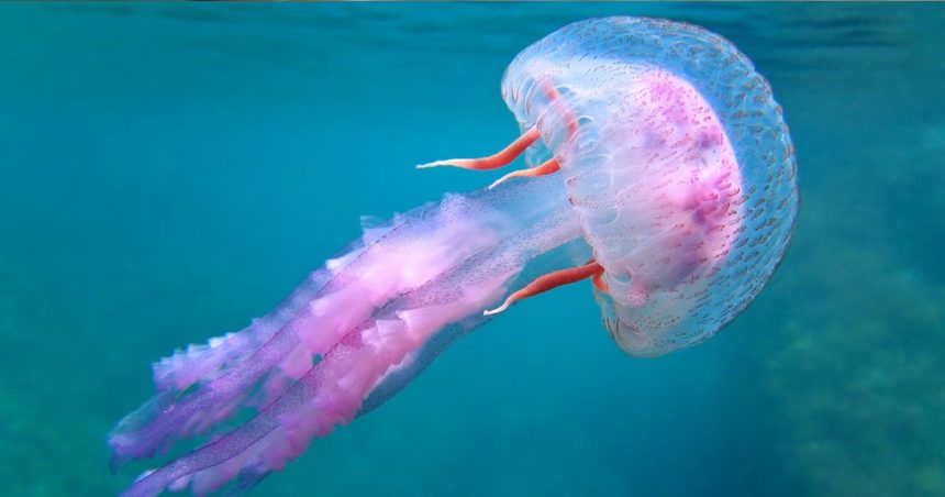 Meduse Un biologiste marin conseille de ne pas s’approcher des méduses
