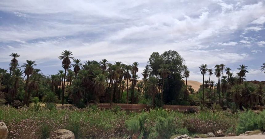 Oasis-de-Taghit.-Sud-ouest-Algerie Ce que les ksour du Sahara peuvent enseigner à un monde en surchauffe