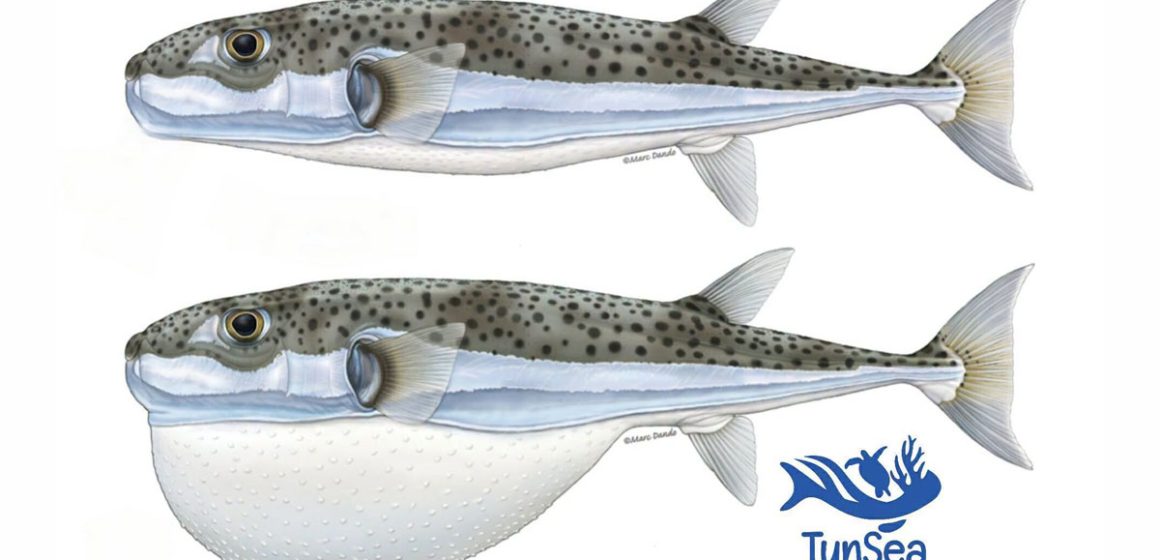 TunSea-Poisson-globe Alerte au poisson-globe sur les côtes tunisiennes