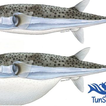 Alerte au poisson-globe sur les côtes tunisiennes