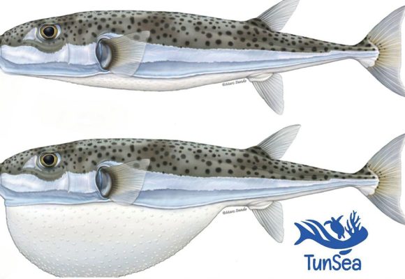 Alerte au poisson-globe sur les côtes tunisiennes