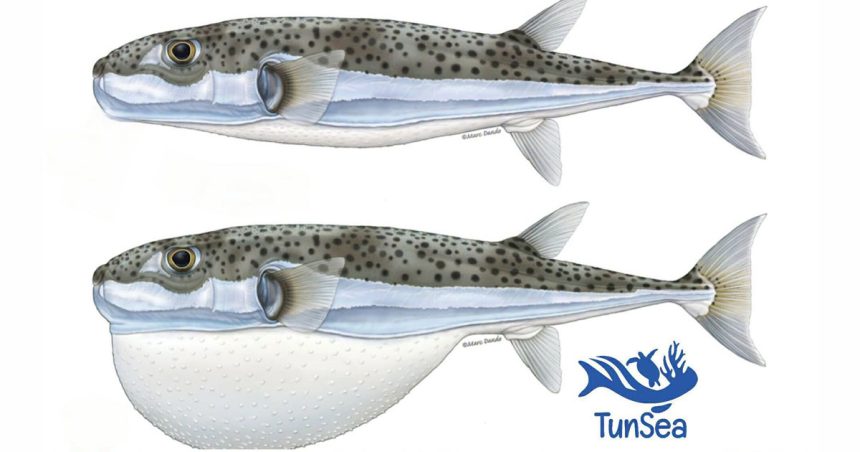 Alerte au poisson-globe sur les côtes tunisiennes