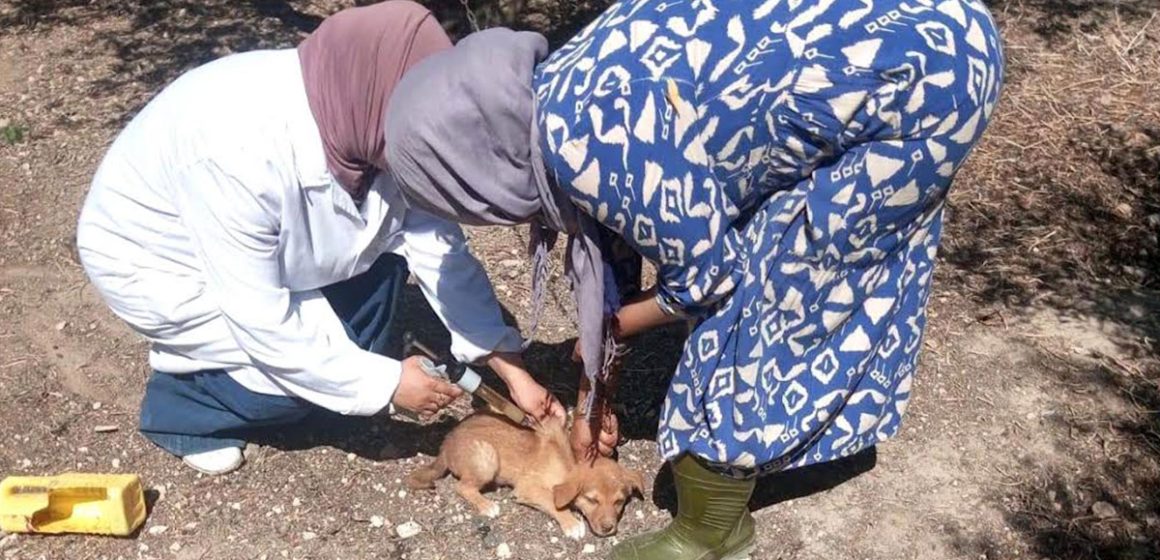 Vaccination-chien-2 Renforcement des capacités de lutte contre la rage animale en Tunisie