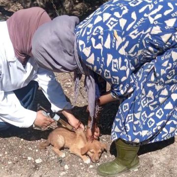Vaccination-chien-2 Renforcement des capacités de lutte contre la rage animale en Tunisie