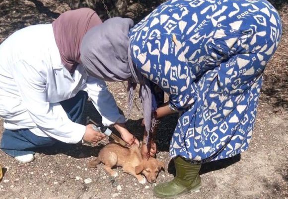 Vaccination-chien-2 Renforcement des capacités de lutte contre la rage animale en Tunisie