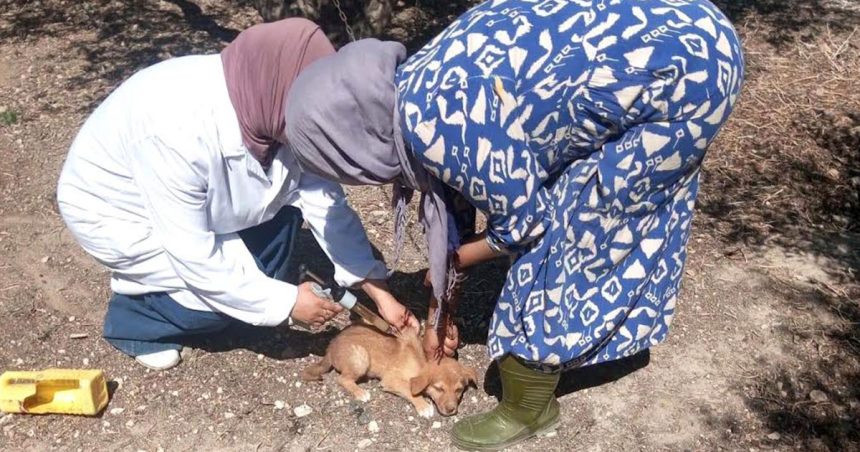 Vaccination-chien-2 Renforcement des capacités de lutte contre la rage animale en Tunisie