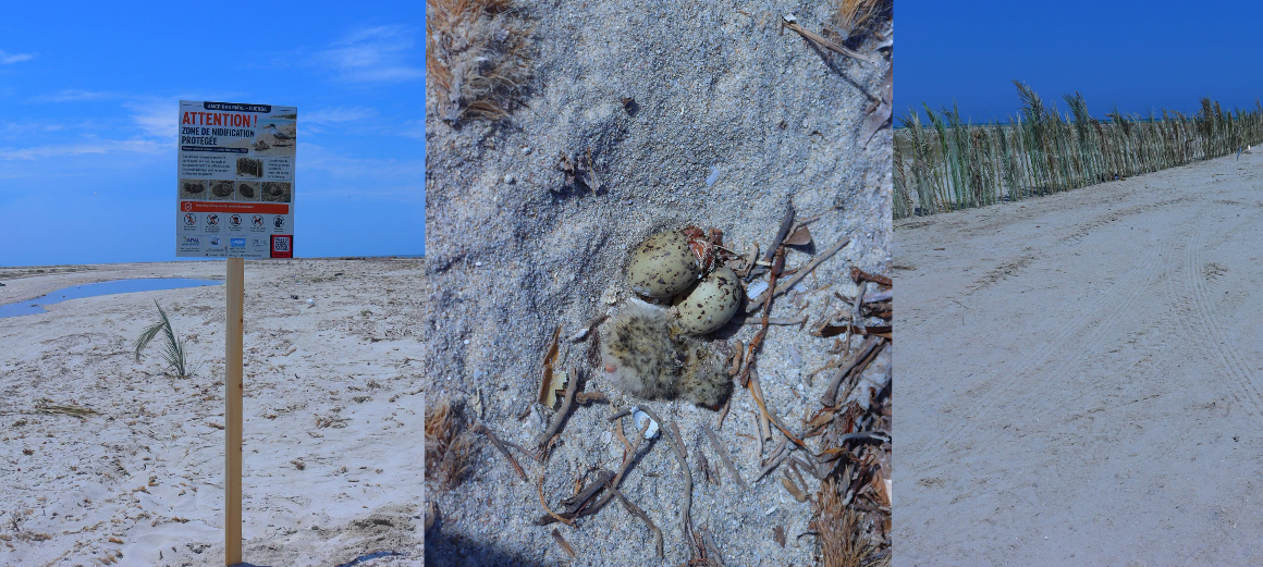 nidification Ras R’mal–Djerba | Protection d’une zone de nidification d’oiseaux