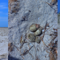 Ras R&rsquo;mal–Djerba | Protection d&rsquo;une zone de nidification d&rsquo;oiseaux