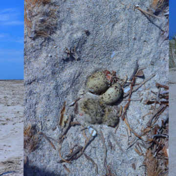 Ras R&rsquo;mal–Djerba | Protection d&rsquo;une zone de nidification d&rsquo;oiseaux