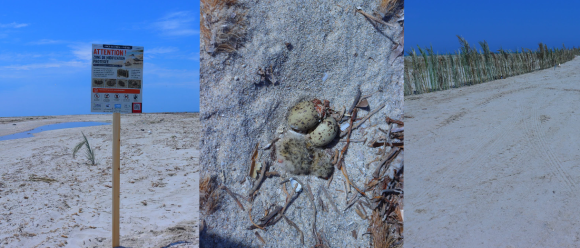 nidification Ras R’mal–Djerba | Protection d’une zone de nidification d’oiseaux