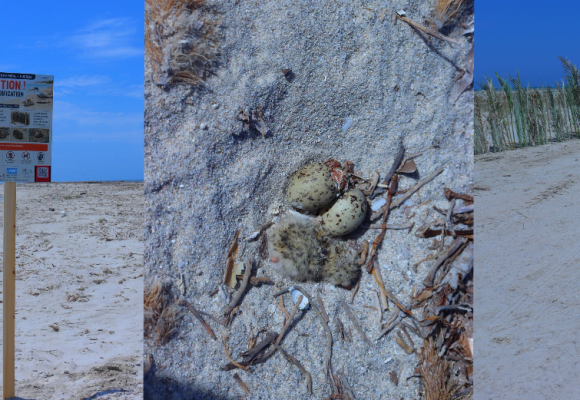 Ras R&rsquo;mal–Djerba | Protection d&rsquo;une zone de nidification d&rsquo;oiseaux