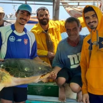 Deux tortues marines sauvées grâce à la vigilance de pêcheurs