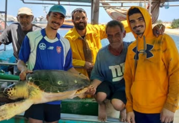 Deux tortues marines sauvées grâce à la vigilance de pêcheurs