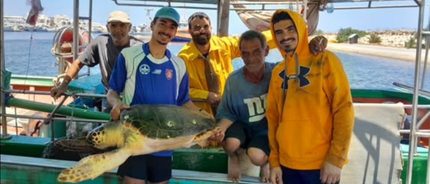 Deux tortues marines sauvées grâce à la vigilance de pêcheurs