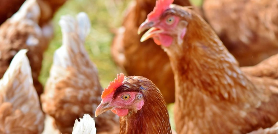 Les coupures d’électricité mettent en danger l&rsquo;aviculture tunisienne