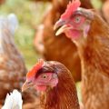 Les coupures d’électricité mettent en danger l&rsquo;aviculture tunisienne