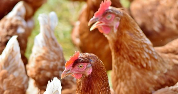 Les coupures d’électricité mettent en danger l&rsquo;aviculture tunisienne