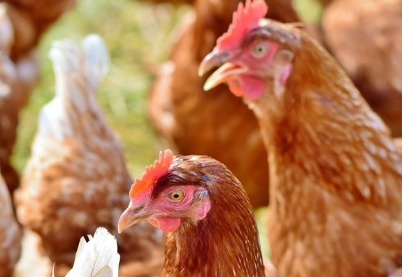 Les coupures d’électricité mettent en danger l&rsquo;aviculture tunisienne