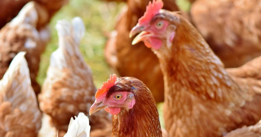 Aviculture Les coupures d’électricité mettent en danger l’aviculture tunisienne