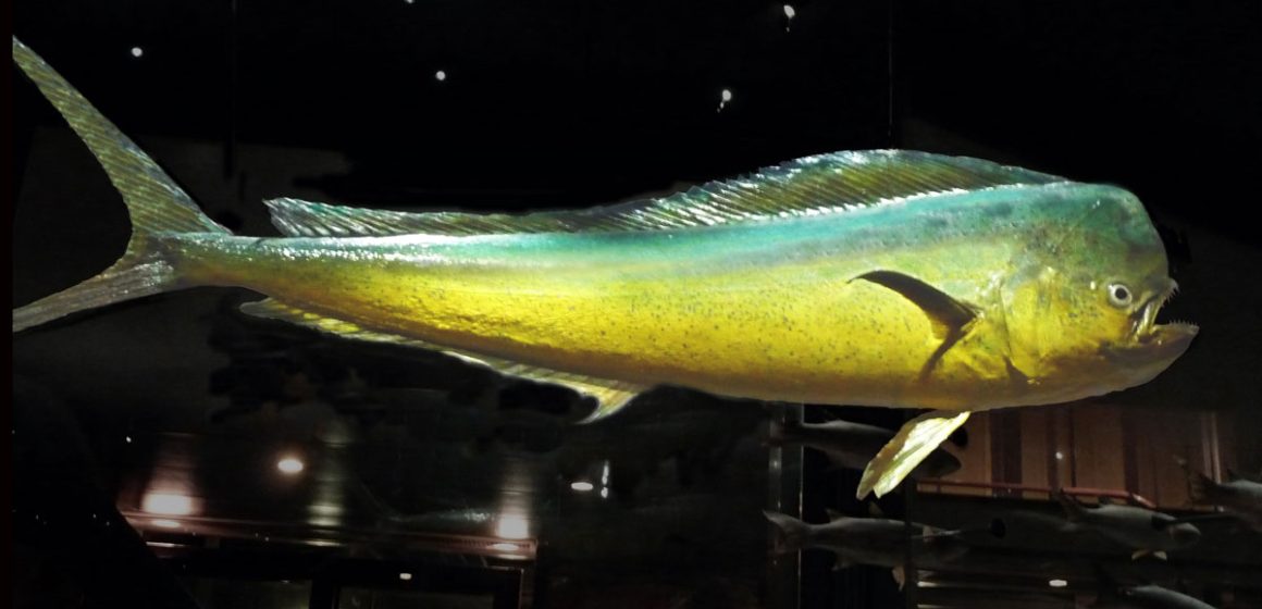 Dorade-coryphene Mise en garde contre la pêche de la lambouka avant le 15 août