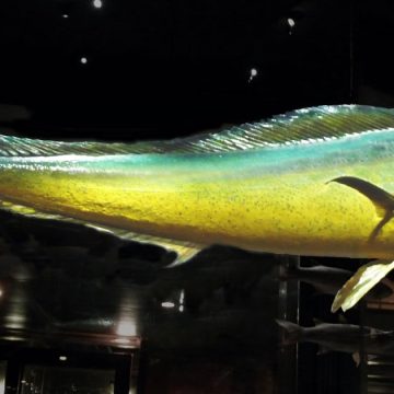 Mise en garde contre la pêche de la lambouka avant le 15 août