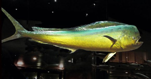 Dorade-coryphene Mise en garde contre la pêche de la lambouka avant le 15 août