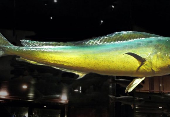 Mise en garde contre la pêche de la lambouka avant le 15 août