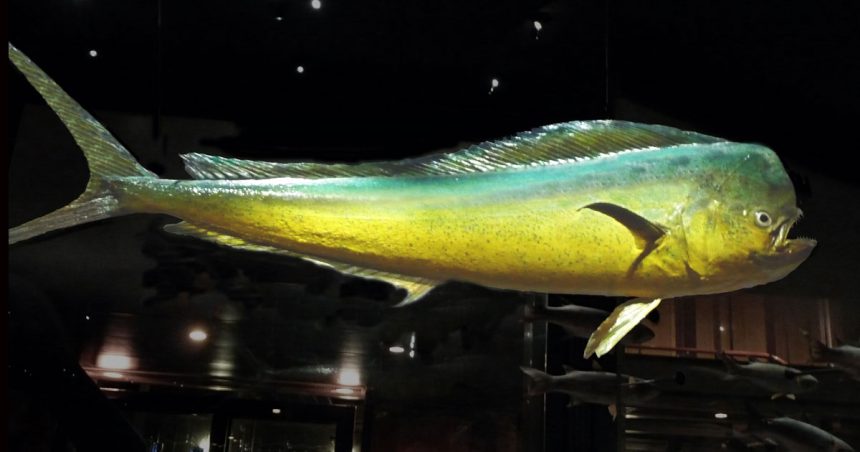 Dorade-coryphene Mise en garde contre la pêche de la lambouka avant le 15 août