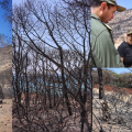 Forêt de Ghar El Melh : Évaluation des dégâts et plan de réhabilitation après le récent incendie