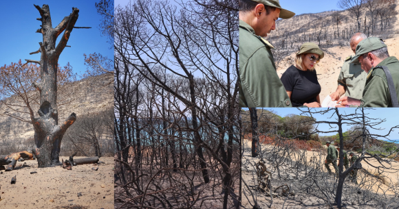 F Ghar el Melh Forêt de Ghar El Melh : Évaluation des dégâts et plan de réhabilitation après le récent incendie