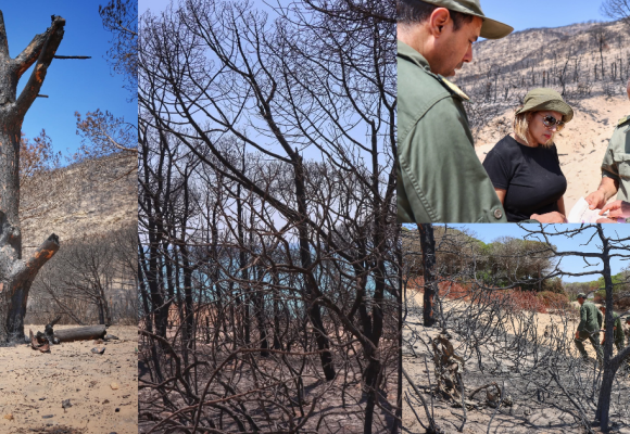 Forêt de Ghar El Melh : Évaluation des dégâts et plan de réhabilitation après le récent incendie