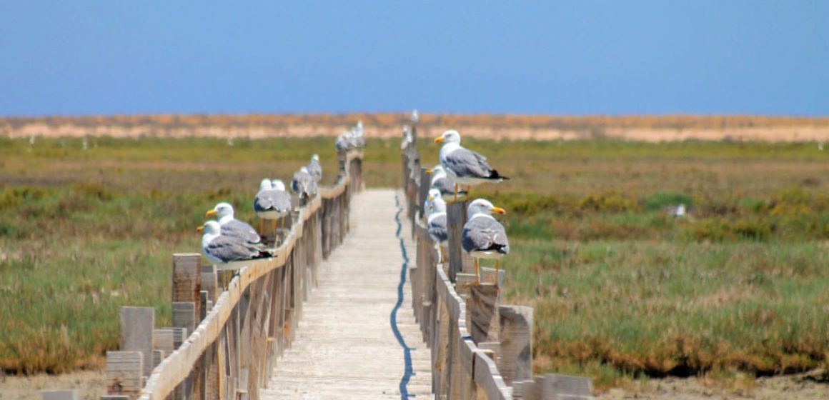 Oiseaux-marins-Iles-Kneiss Tunisie | Protection des îles Kneiss dans le golfe de Gabès