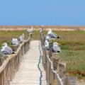 Tunisie | Protection des îles Kneiss dans le golfe de Gabès