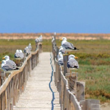 Oiseaux-marins-Iles-Kneiss Tunisie | Protection des îles Kneiss dans le golfe de Gabès