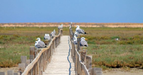 Tunisie | Protection des îles Kneiss dans le golfe de Gabès