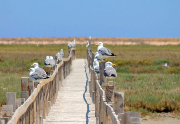 Tunisie | Protection des îles Kneiss dans le golfe de Gabès